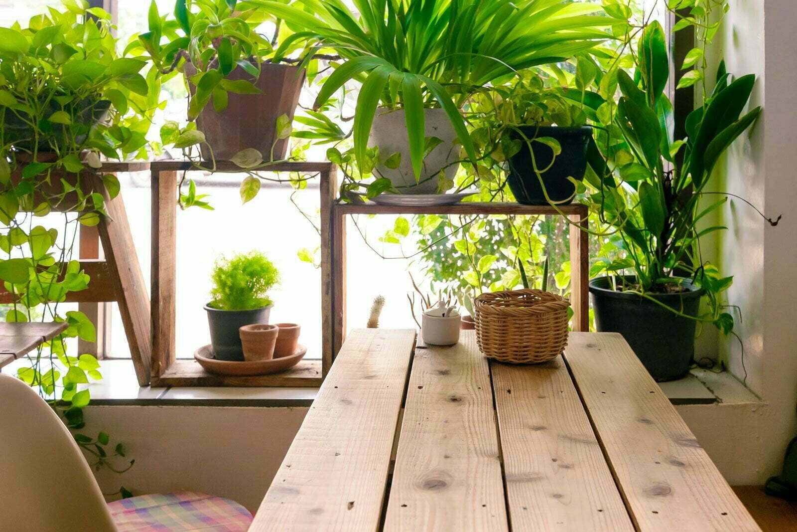 Indoor Gardening Projects Perfect For Midwinter Days
